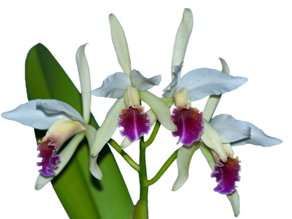 Cattleya Arcadio Arosemena