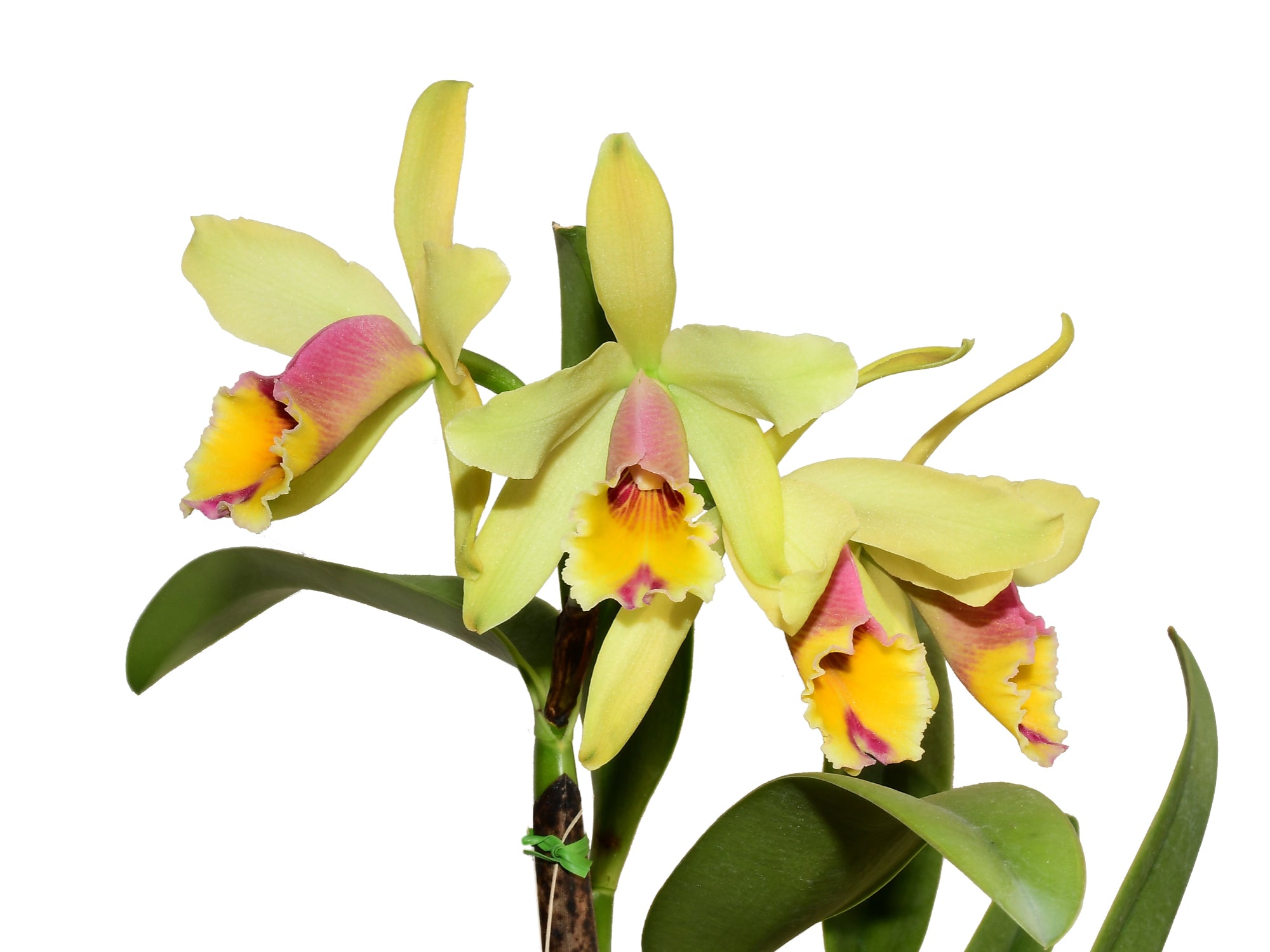 Cattleya Aurora (1905) - Historic Golden Yellow Orchid Hybrid