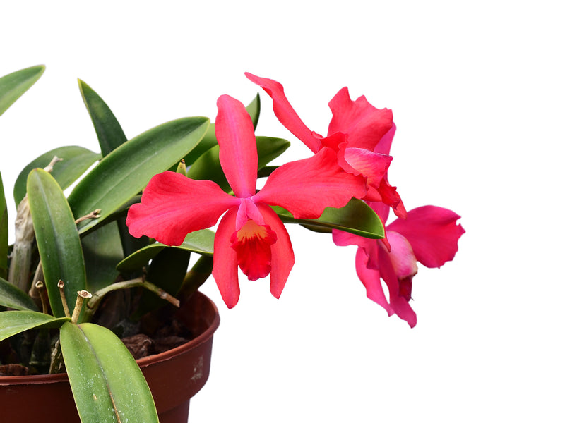 Cattleya Batemaniana