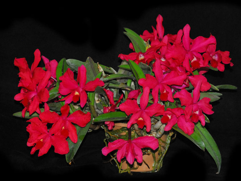 Cattleya Batemaniana