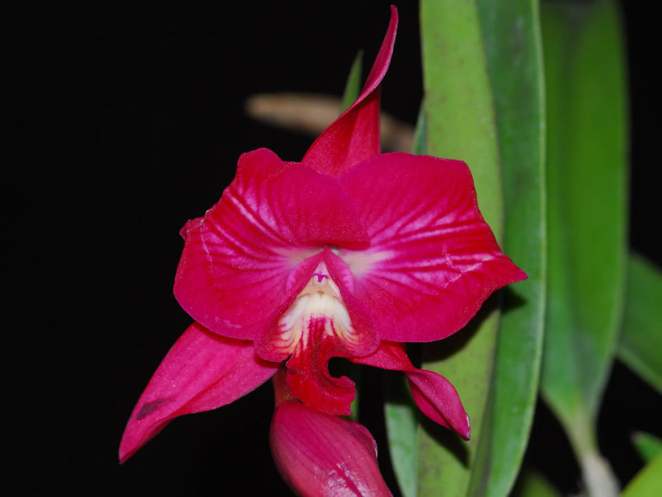 Cattleya Batemaniana