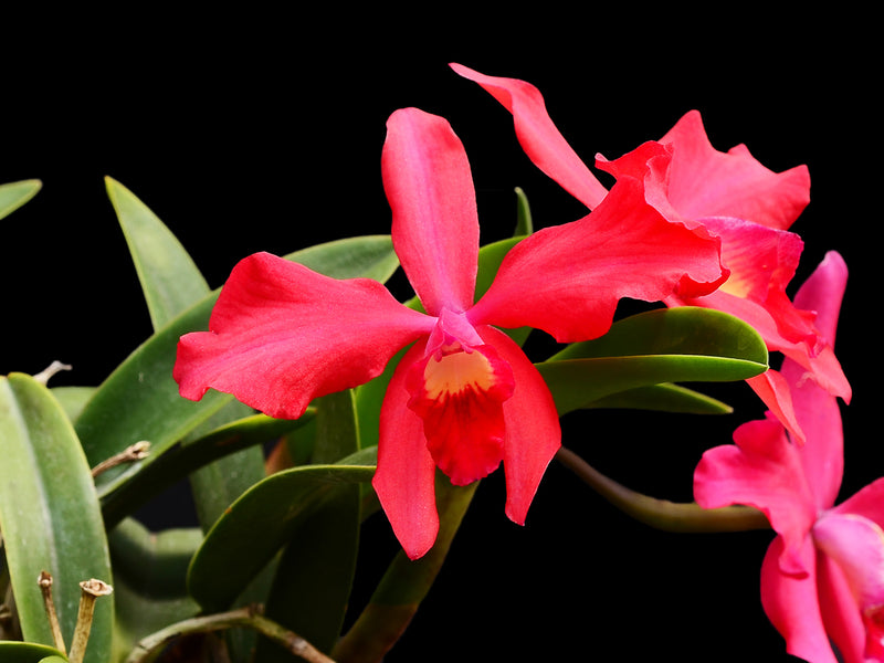 Cattleya Batemaniana