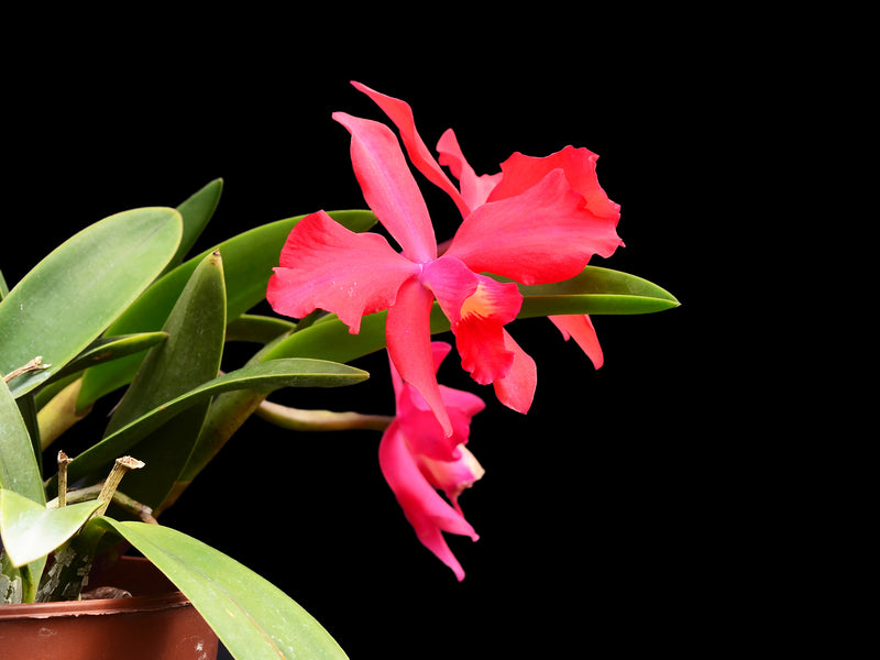 Cattleya Batemaniana