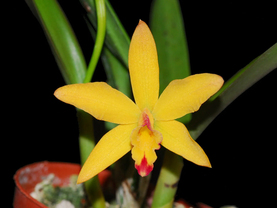 Cattleya Beaufort