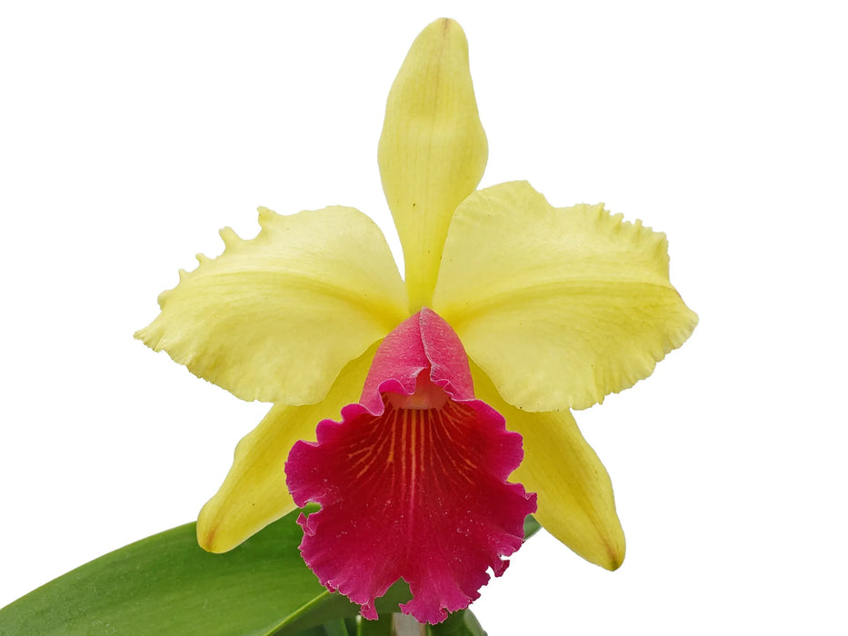 Cattleya Beaufort x C. dowiana aurea