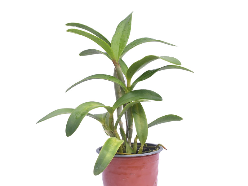 Cattleya Belairensis