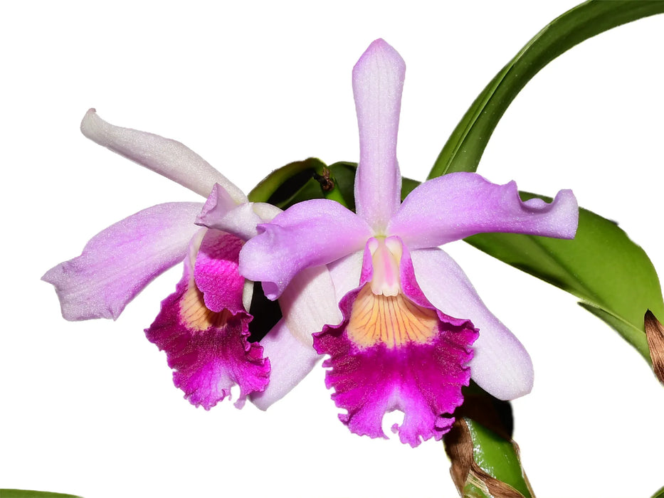 Cattleya Big Leaps