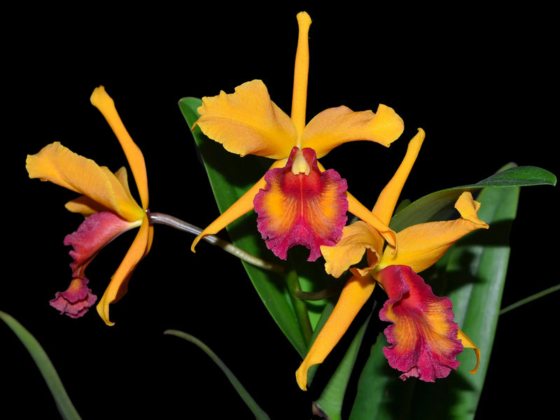 Cattleya Blazing Maris