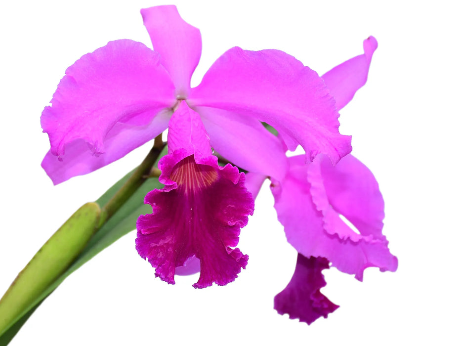 Cattleya Britannia