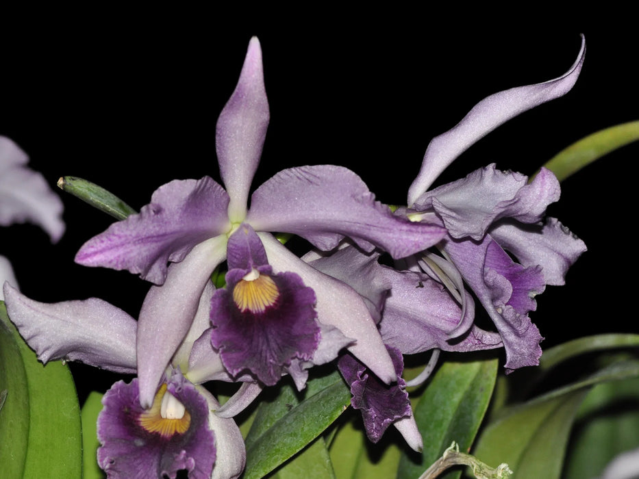 Cattleya Canhamiana f. coerulea 'Azure Sky'