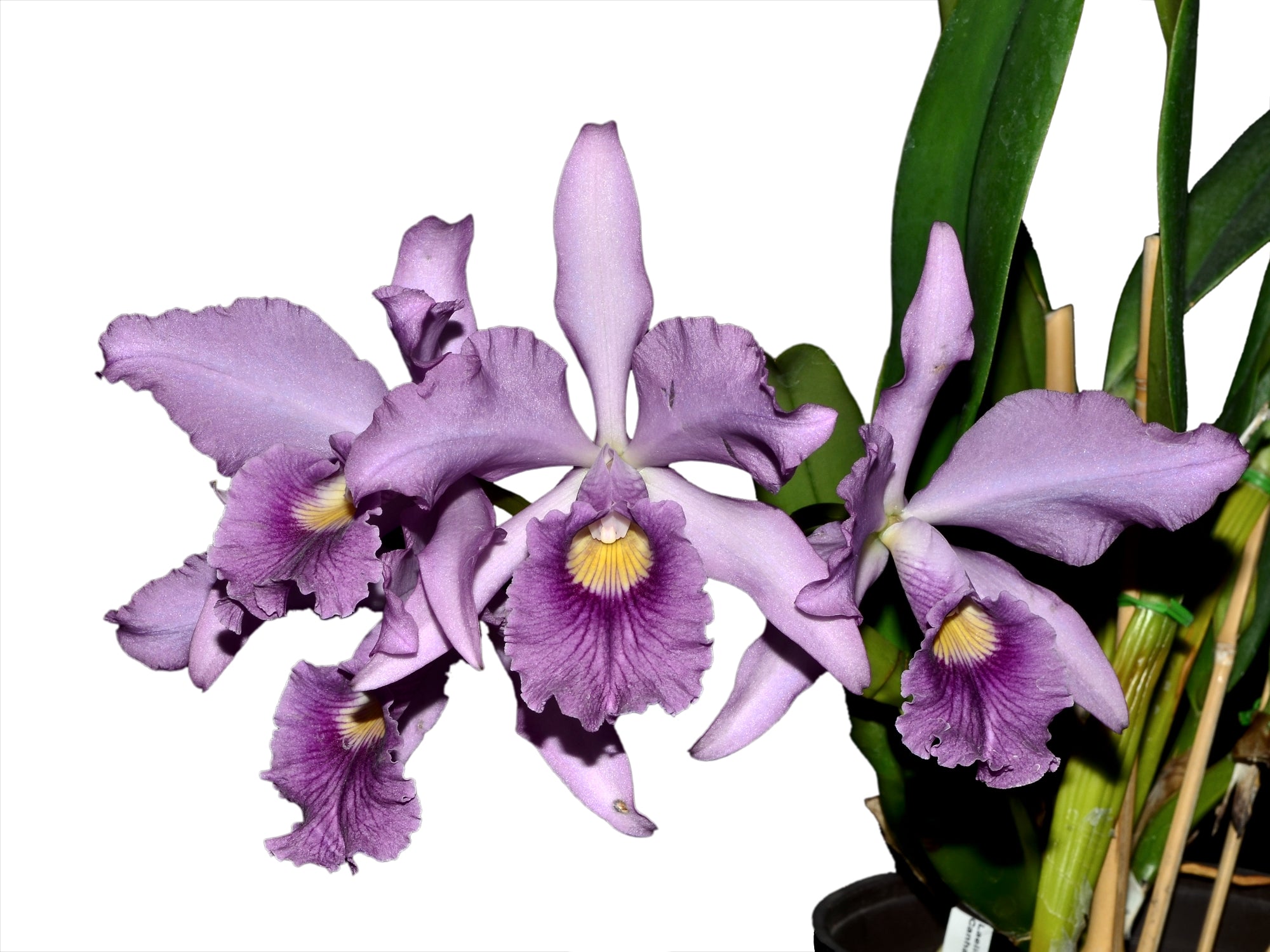 Cattleya Canhamiana f. coerulea 'Azure Sky' — Ecuagenera Orquídeas