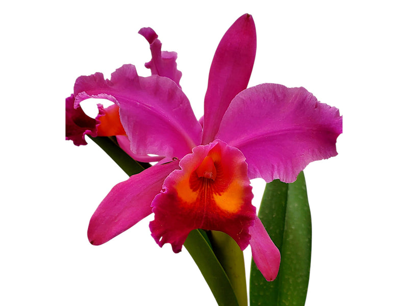 Cattleya Carlitos G.