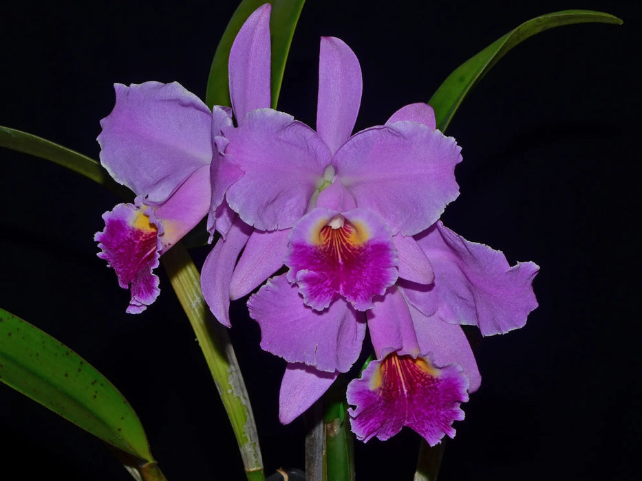 Cattleya Carmen