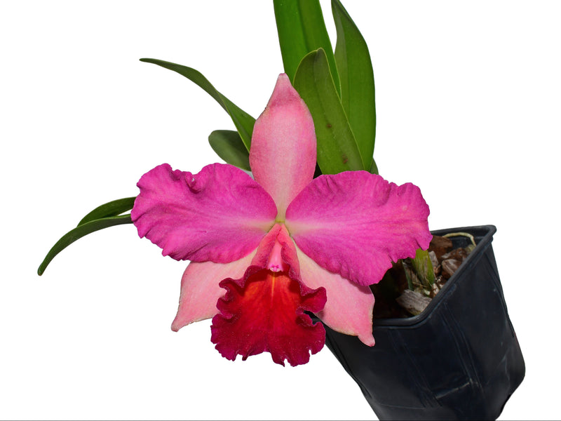 Rhyncholaeliocattleya Catherine Obillo
