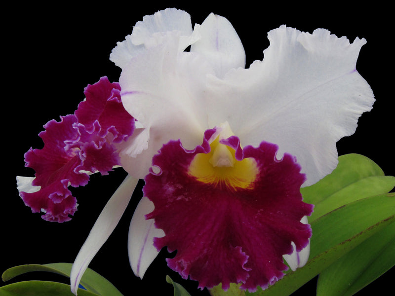 Cattleya Chyong Guu Swan