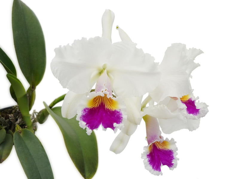 Cattleya Chyong Mil