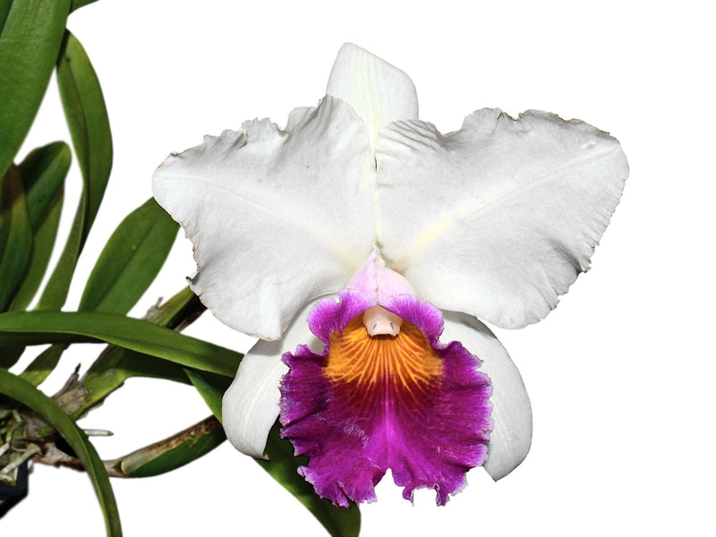 Cattleya Chyong Mil