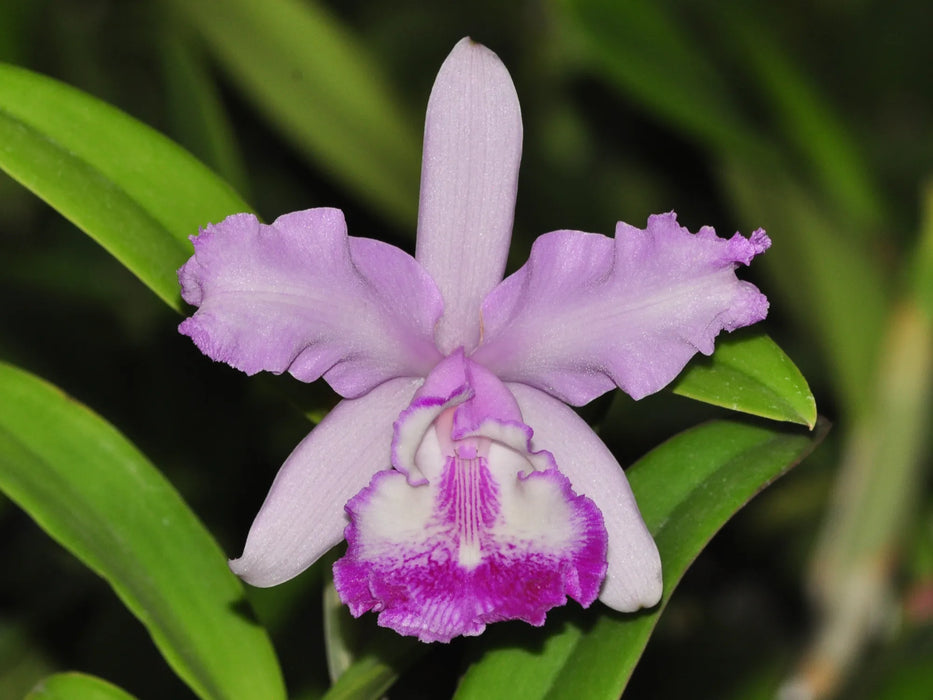 Cattleya Claradiana