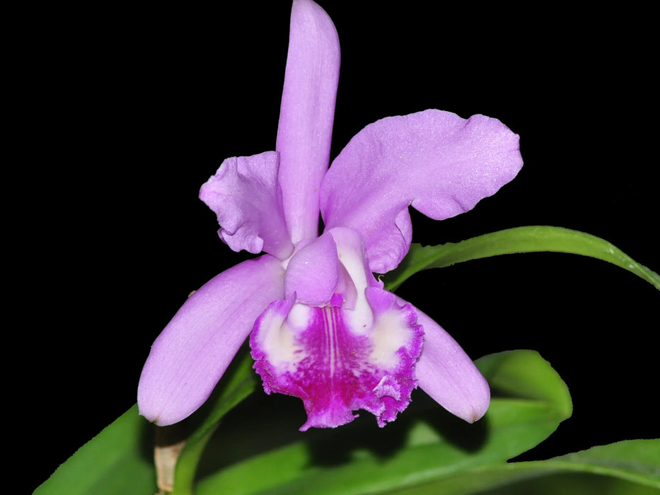 Cattleya Claradiana