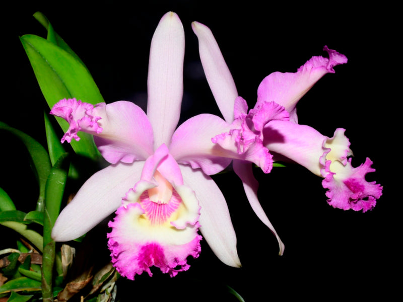 Cattleya Cora Menezes