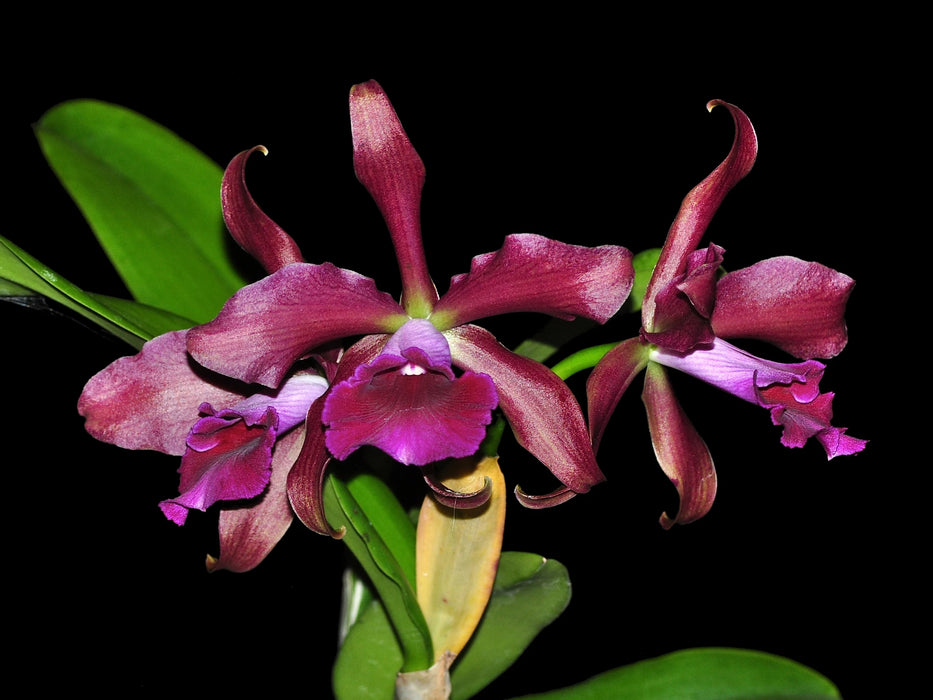 Cattleya Cruella