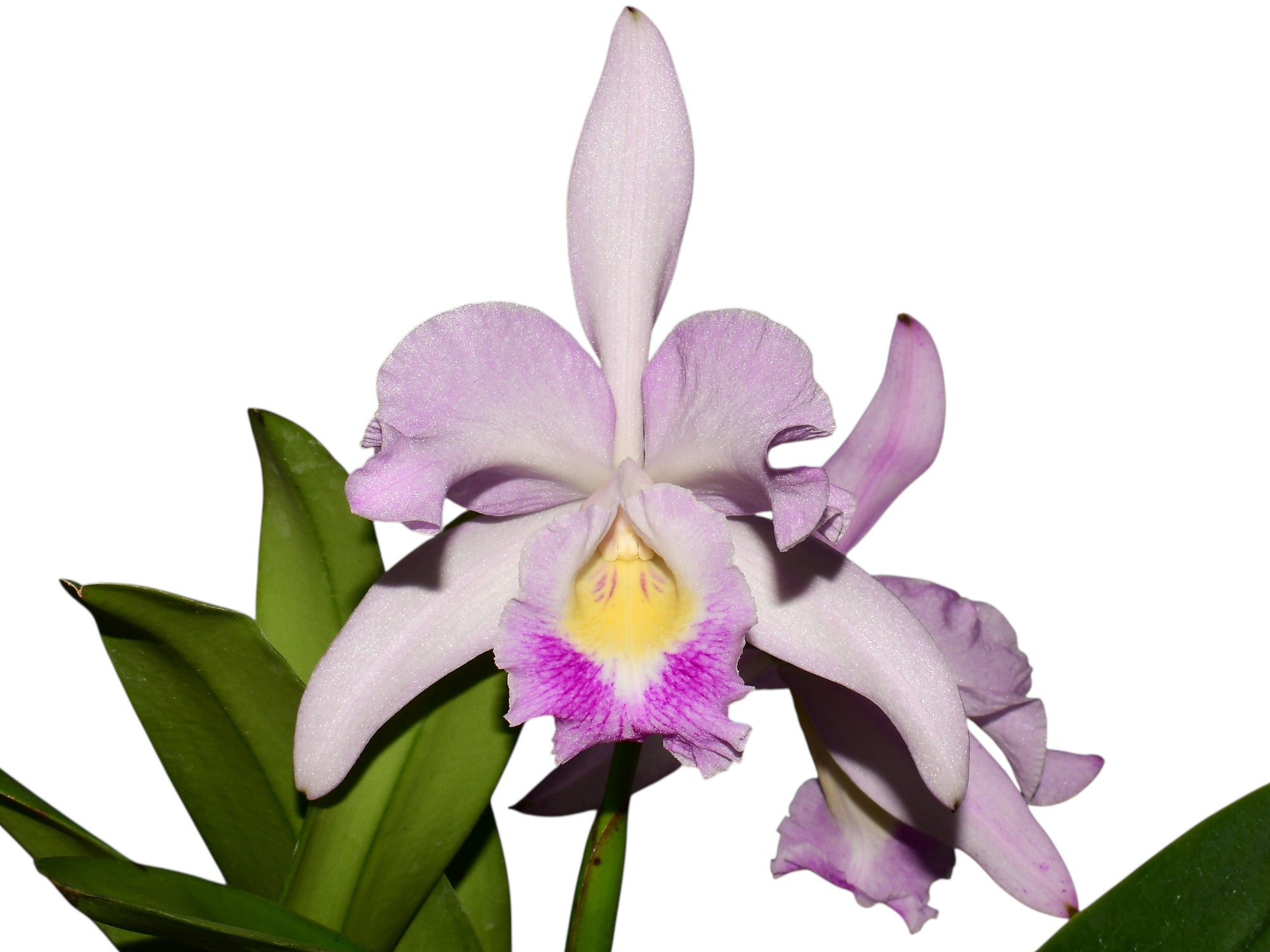 Cattleya Cuenca Delight 'Nice Pink'