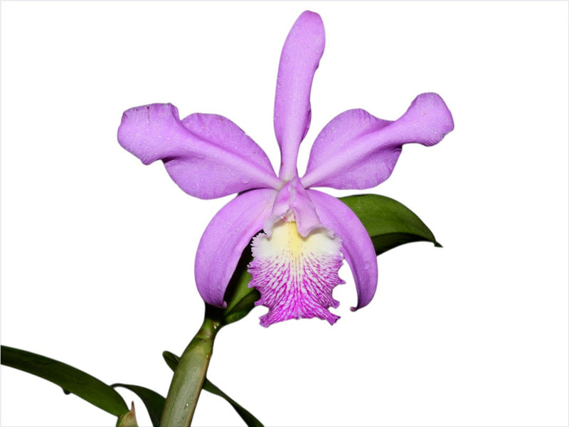 Cattleya Cuyabeno