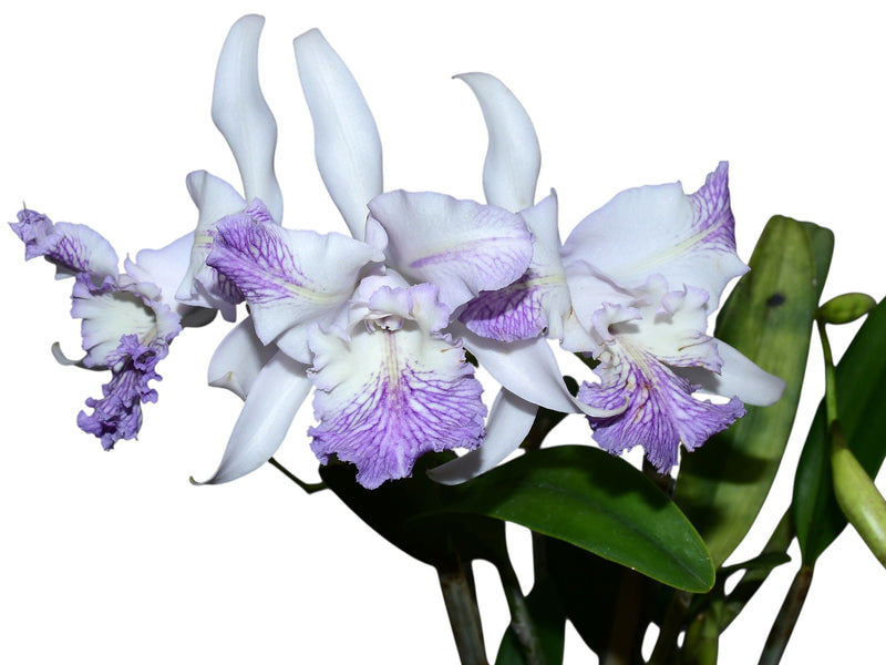 Cattleya Dominiana (1859) f. coerulea splash
