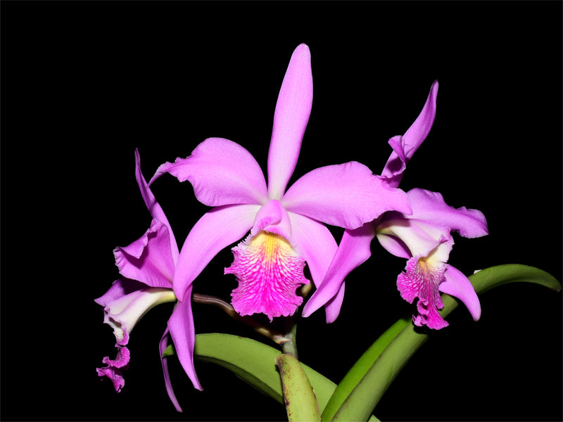 Cattleya Dominiana (1859)