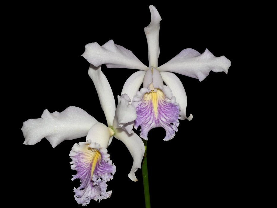 Cattleya Dominiana (1859) f. coerulea