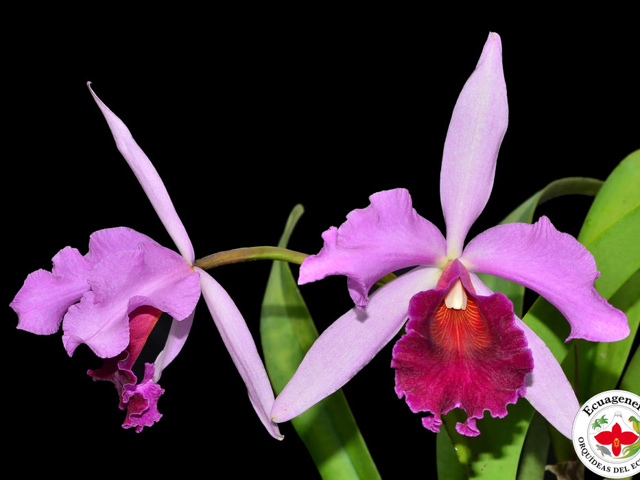 Cattleya Dominiana (1899)