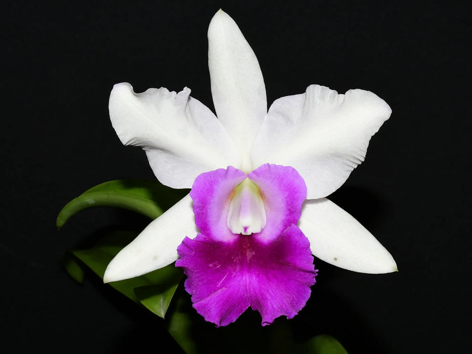 Cattleya Egerides