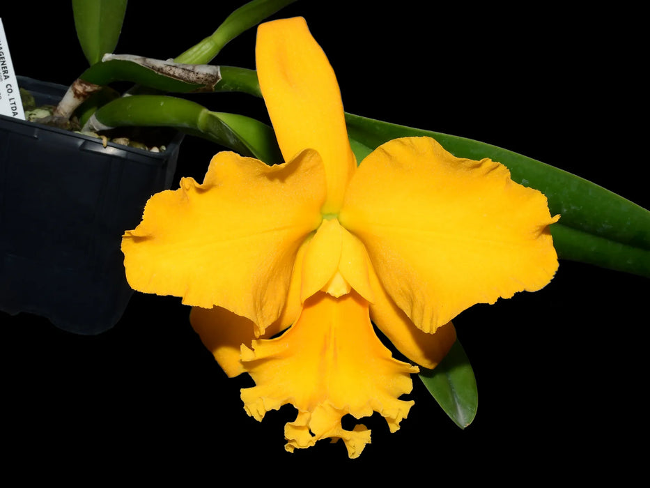 Cattleya El Condor