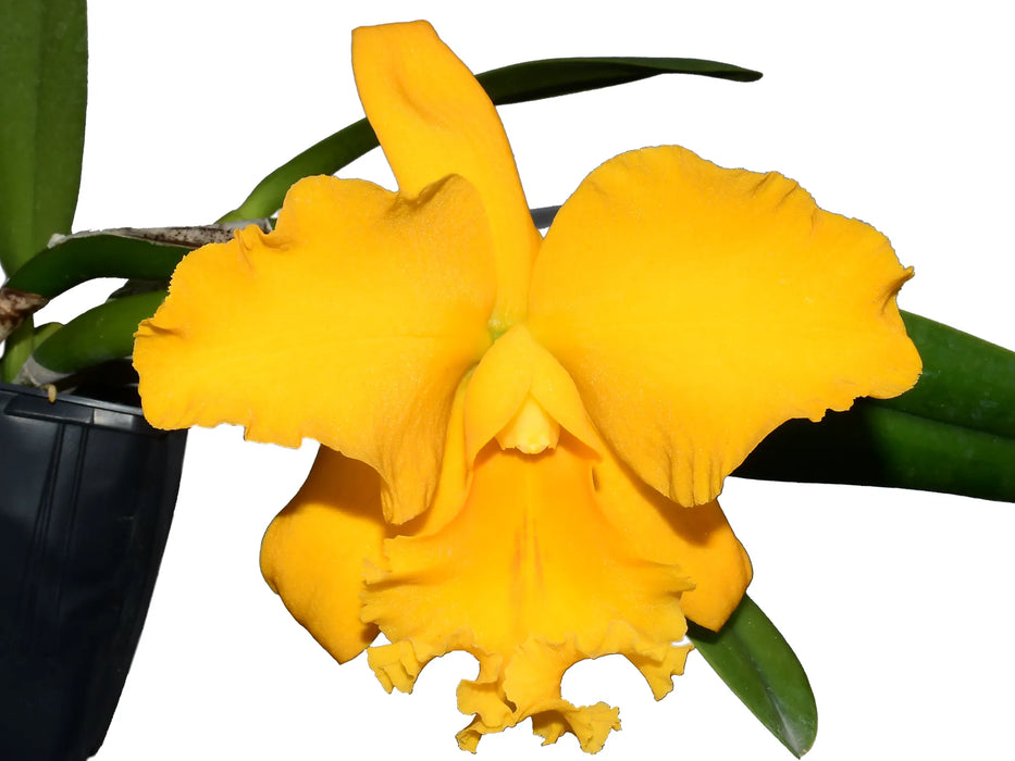 Cattleya El Condor