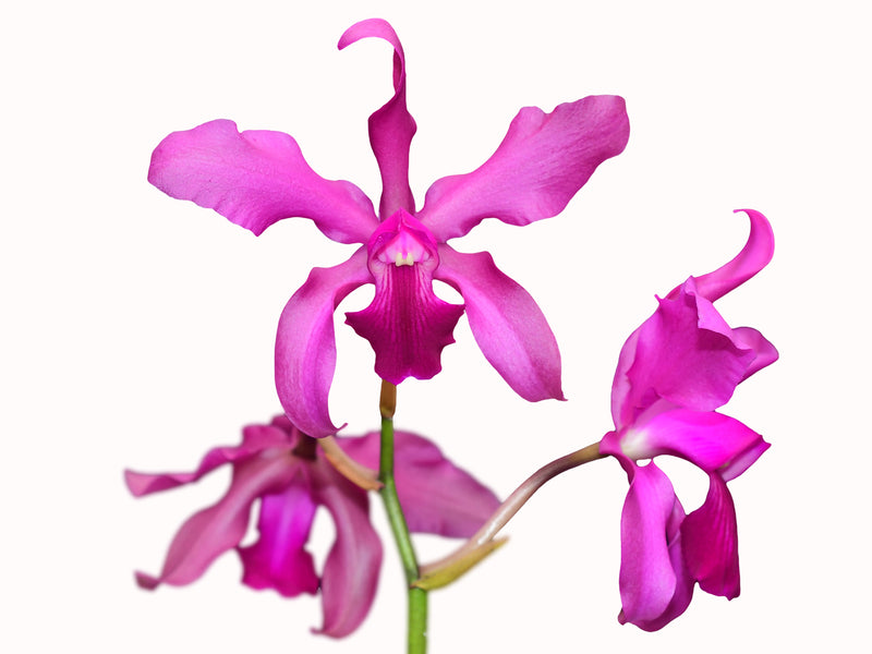 Cattleya Elegans (1879) x Laeliocattleya Vivi Arosemena