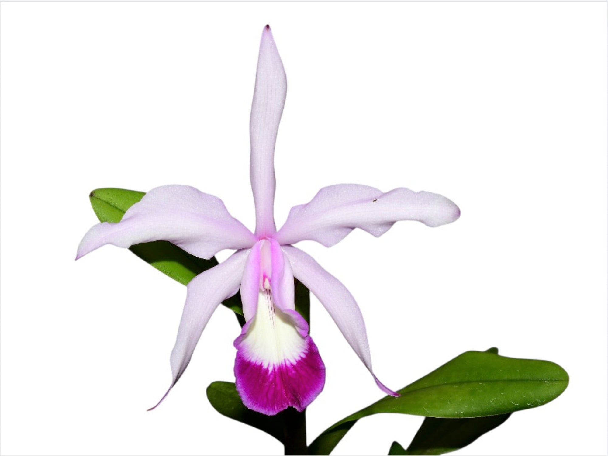 Cattleya_Elegans_1898_..jpg?v=