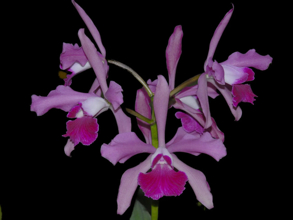 Cattleya Elegans (1879)