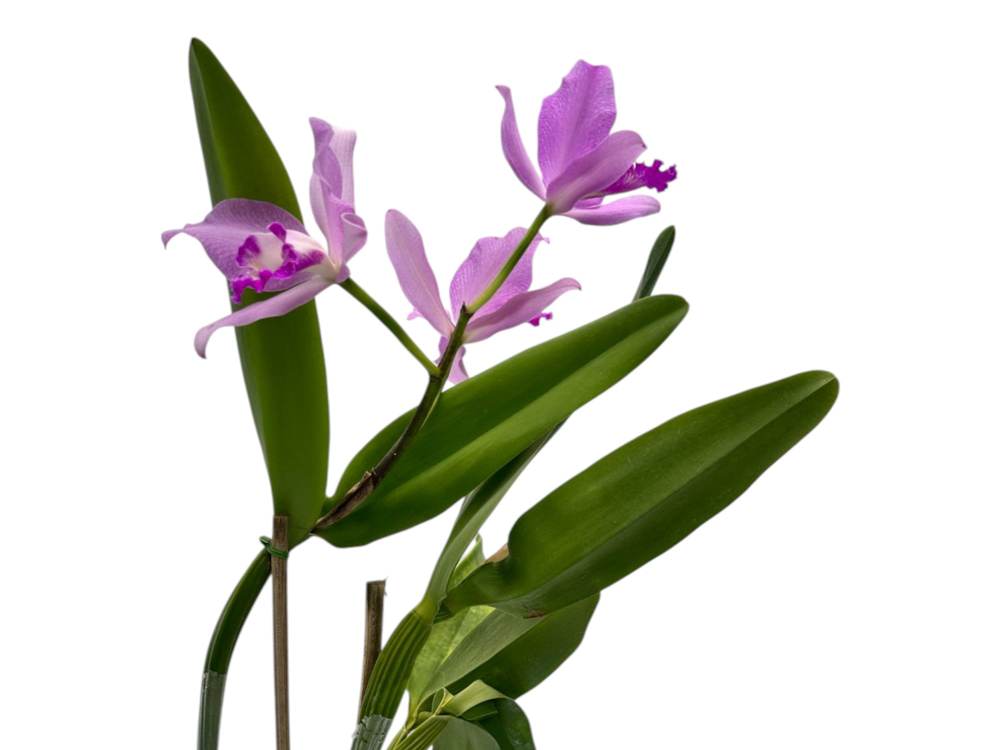 Cattleya Sexy Bee — Ecuagenera Orquídeas del Ecuador