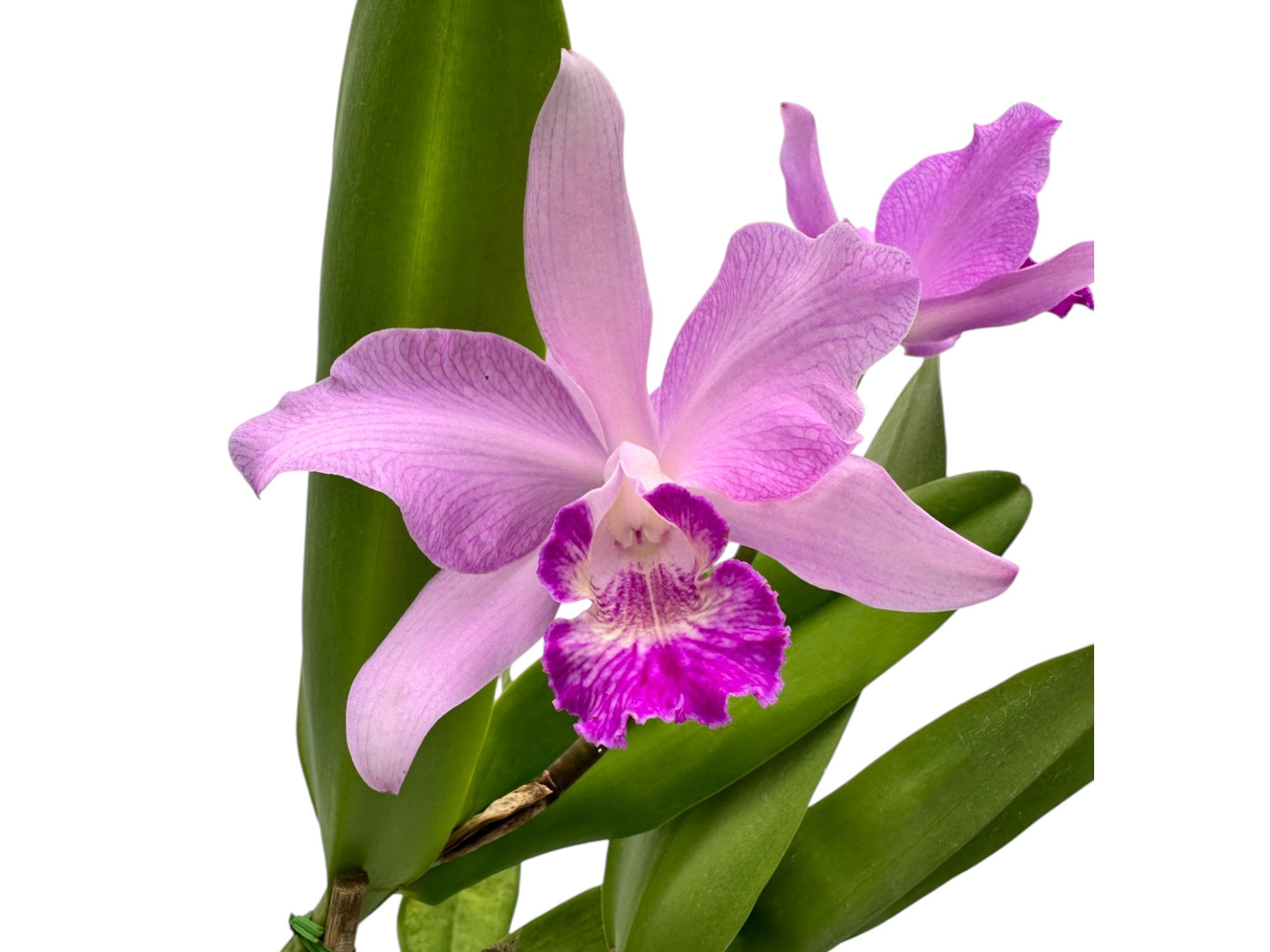 Cattleya Sexy Bee — Ecuagenera Orquídeas del Ecuador