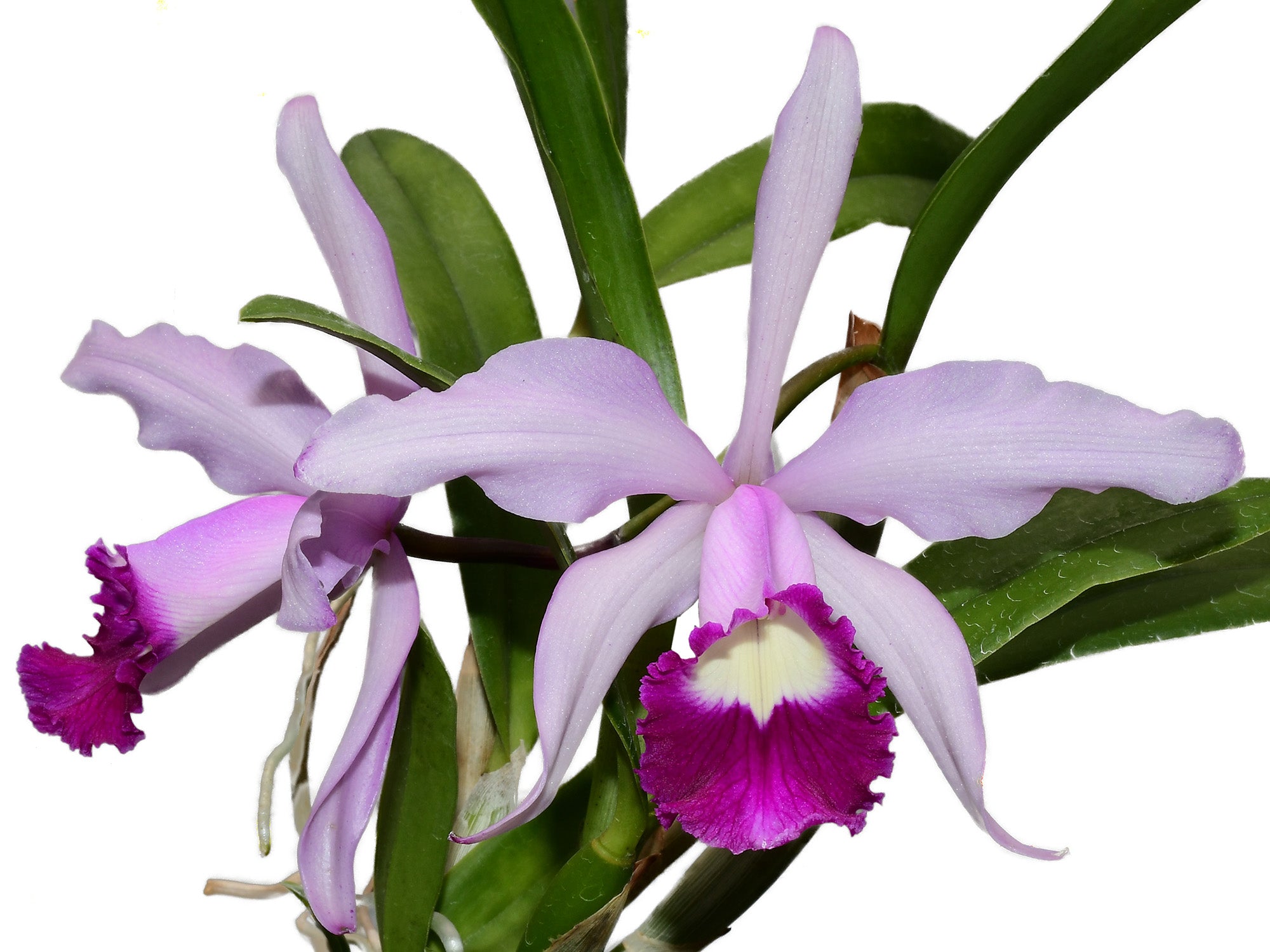 Cattleya Elegans (1898) — Ecuagenera Orquídeas del Ecuador