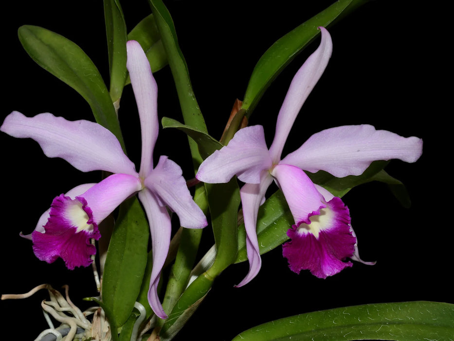 Cattleya Elegans (1898)