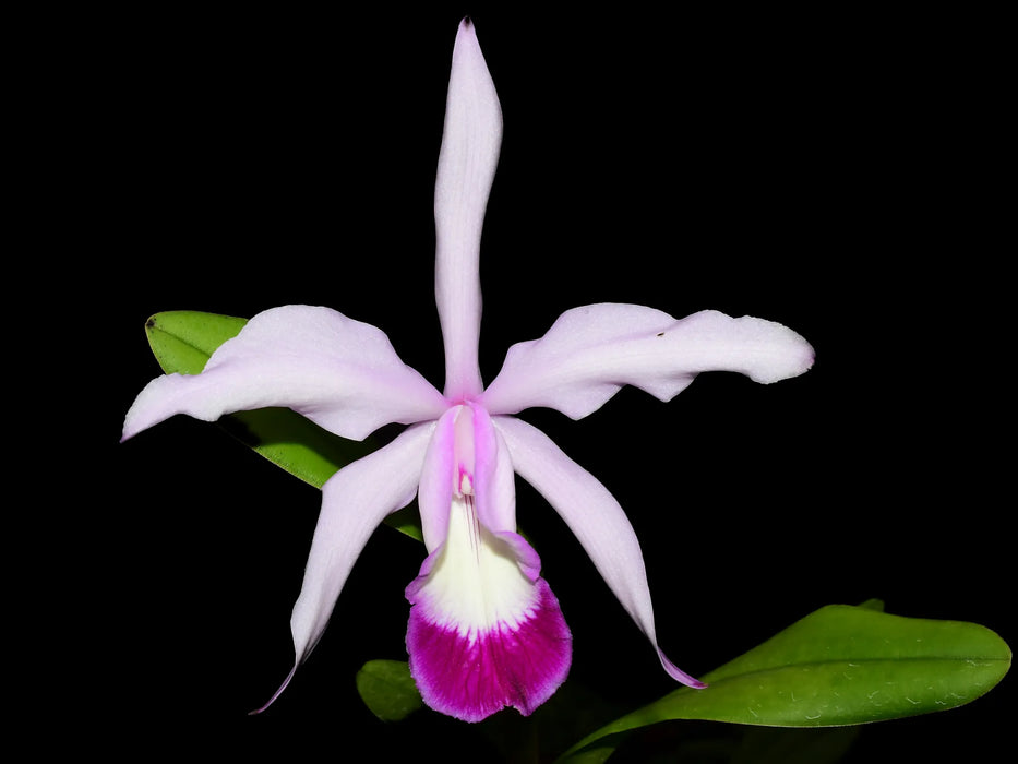 Cattleya Elegans (1898)