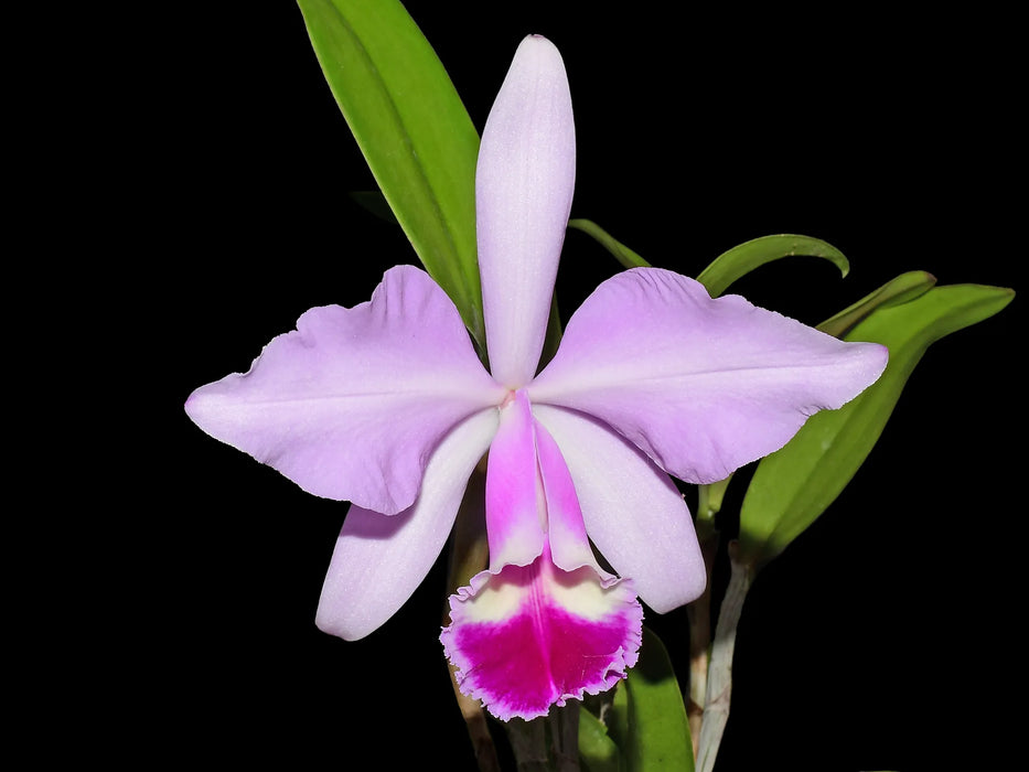 Cattleya Enchantress (1914)