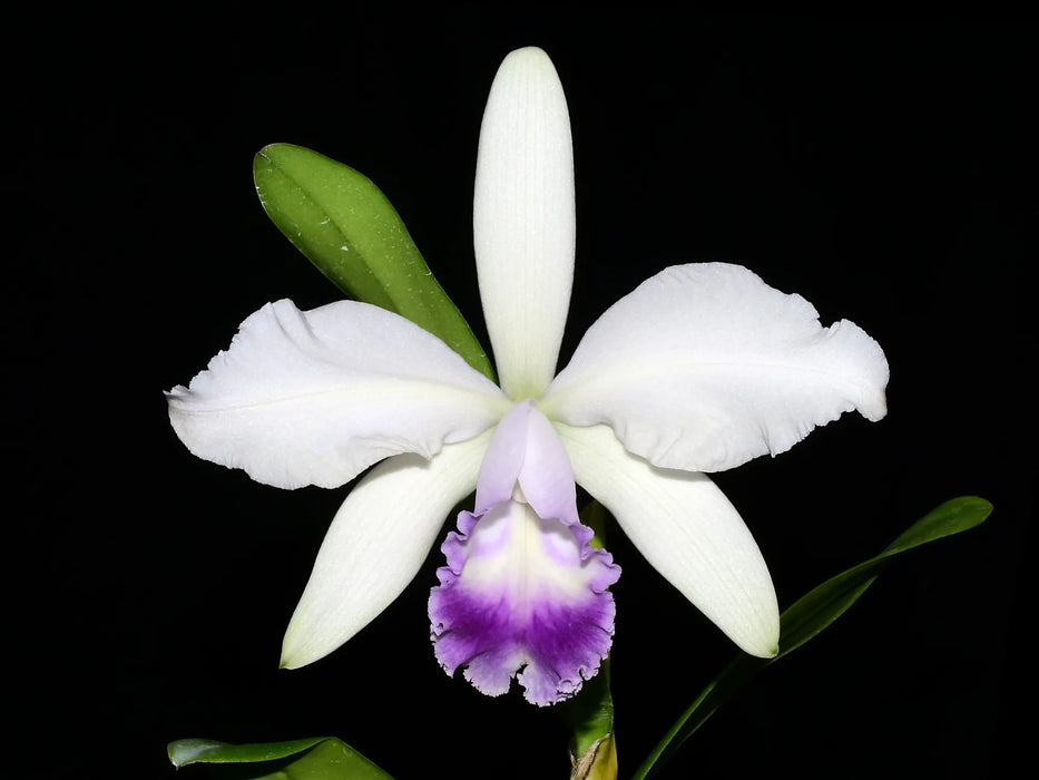 Cattleya Enchantress (1914) f. coerulea