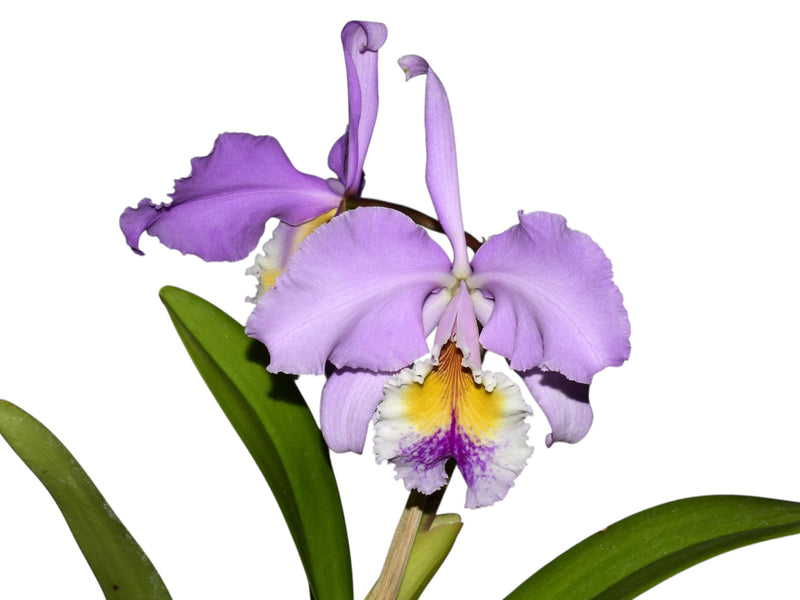 Cattleya Enid (1898)