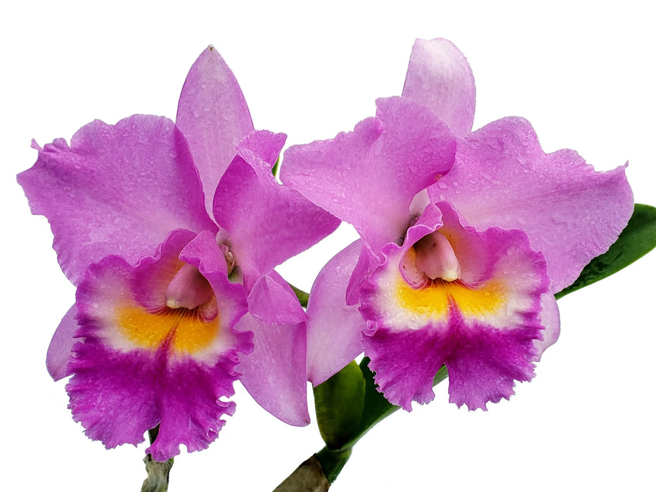 Cattleya Espiritu Andino