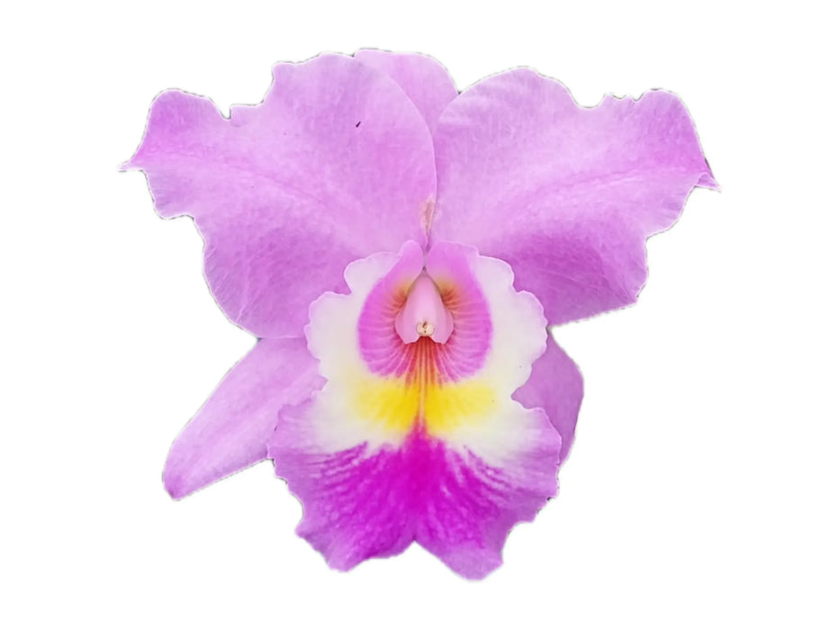 Cattleya Espiritu Andino