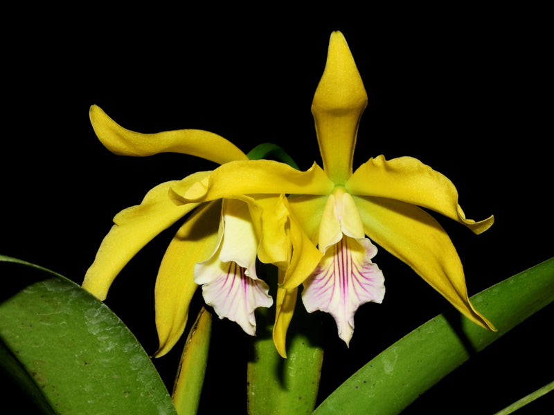 Cattleya Ethel Lewis