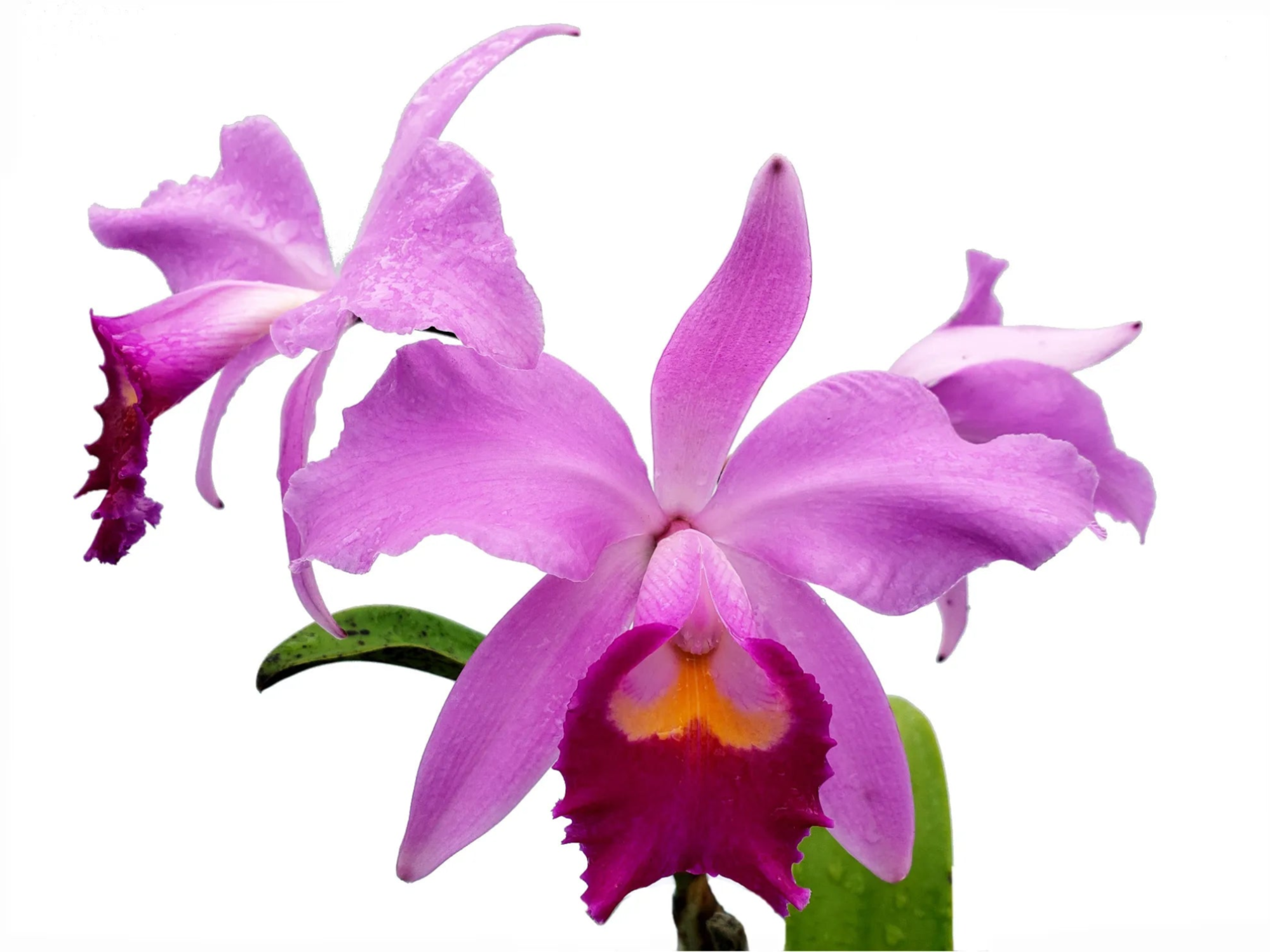 Cattleya Euphrasia