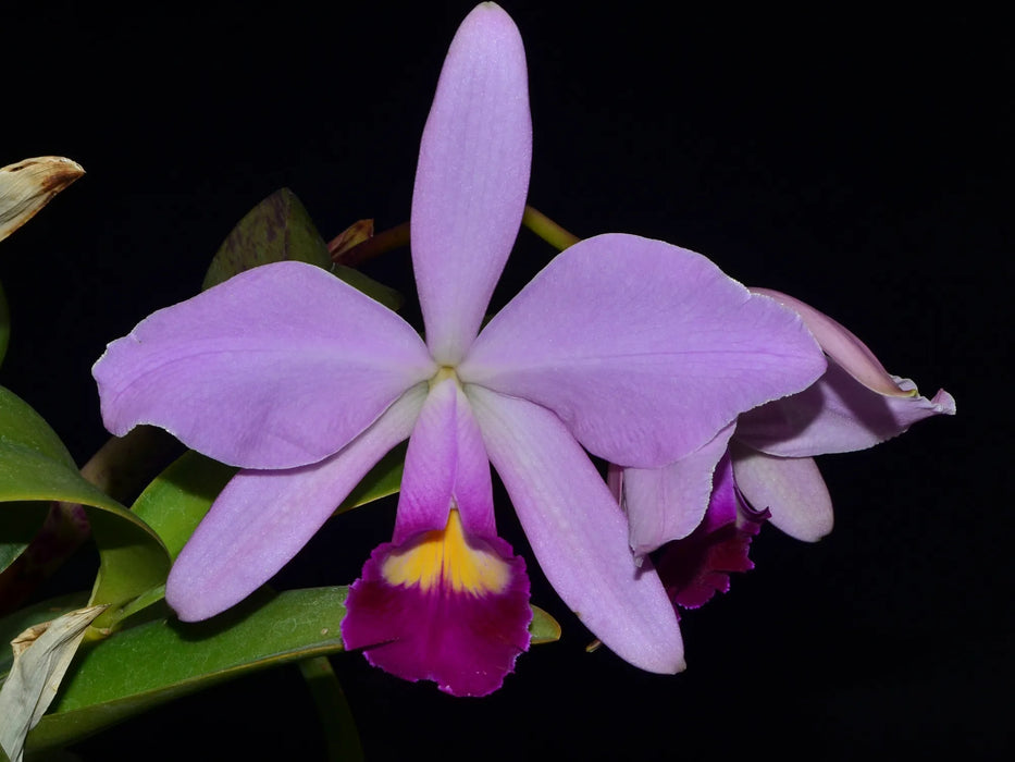 Cattleya Euphrasia